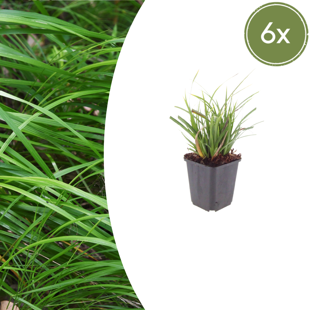 Japan-Segge Carex morrowii – 6 Pflanzen – Immergrünes Ziergras – 10-25cm – Ø9cm – Schattengeeignet für Beet & Bodendecker