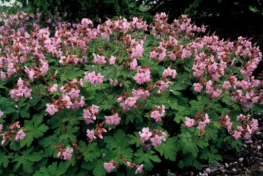 Geranium macrorrhizum 'Ingwersen's Var.' – 48 Pflanzen – ↕10-25cm – Ø9cm – Robuster Bodendecker – Zartrosafarbene Blüten – Duftend – Pflegeleicht – Sonne & Halbschatten
