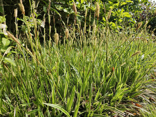 Goldrand Segge Carex morrowii 'Aureovariegata' – ↕10-25cm – Ø9cm – 6 Pflanzen – Immergrünes Ziergras & Bodendecker – Winterhart & pflegeleicht