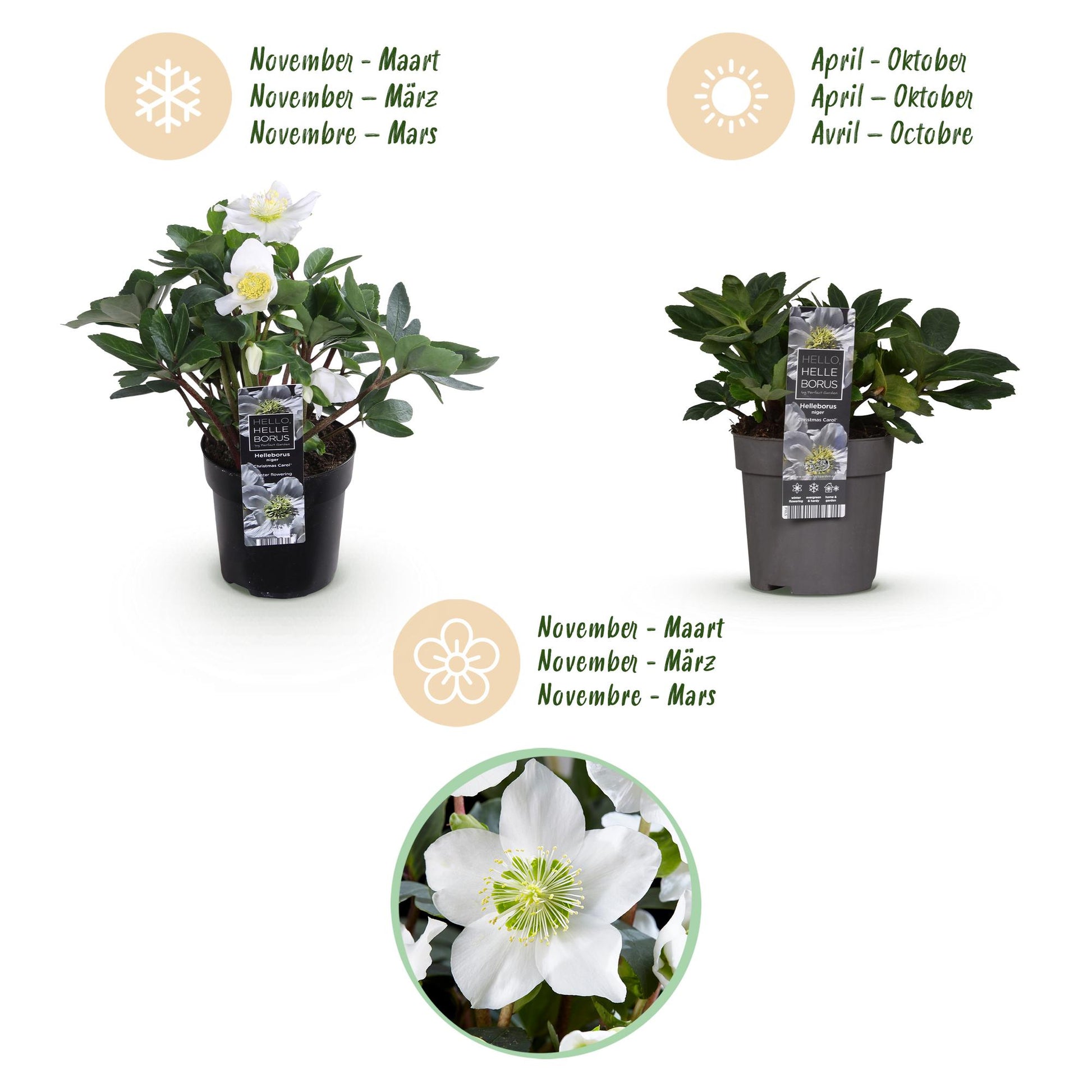 GreenboutiQ - Gartenpflanze - Weihnachtsrose - Helleborus Christmas Carol - Weiße Blüte - 2 Pflanzen - Immergrün - Topf 10,5cm Höhe 25cm 