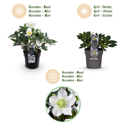 GreenboutiQ - Gartenpflanze - Weihnachtsrose - Helleborus Christmas Carol - Weiße Blüte - 2 Pflanzen - Immergrün - Topf 10,5cm Höhe 25cm 