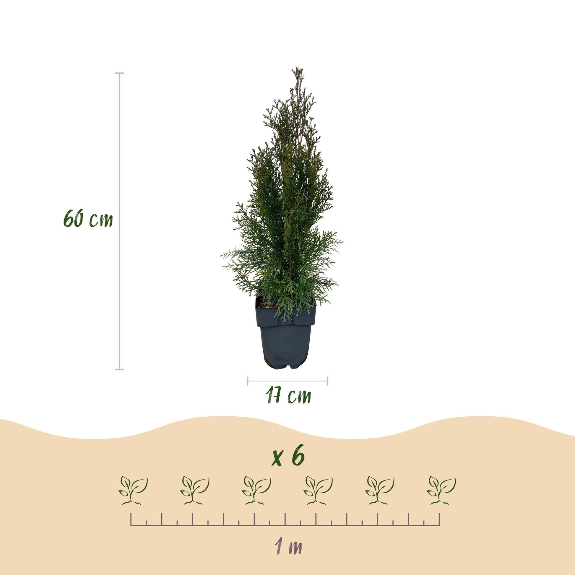 Lebensbaum Thuja occidentalis Smaragd – Immergrüne Heckenpflanze – 6 Pflanzen – 17 cm x H60 cm – Dichte, grüne Hecke 