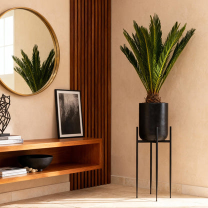 Green boutiQ - Zimmerpflanze - Cycas revoluta - Palmenfarn - Wenig Pflege - Grün - 2 - Topf 14cm - Höhe 45cm 
