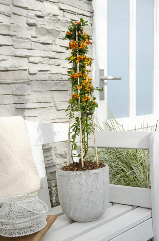 Feuerdorn - Pyracantha 'Orange Glow' - ↨65cm - Ø15cm - 3 Stück
