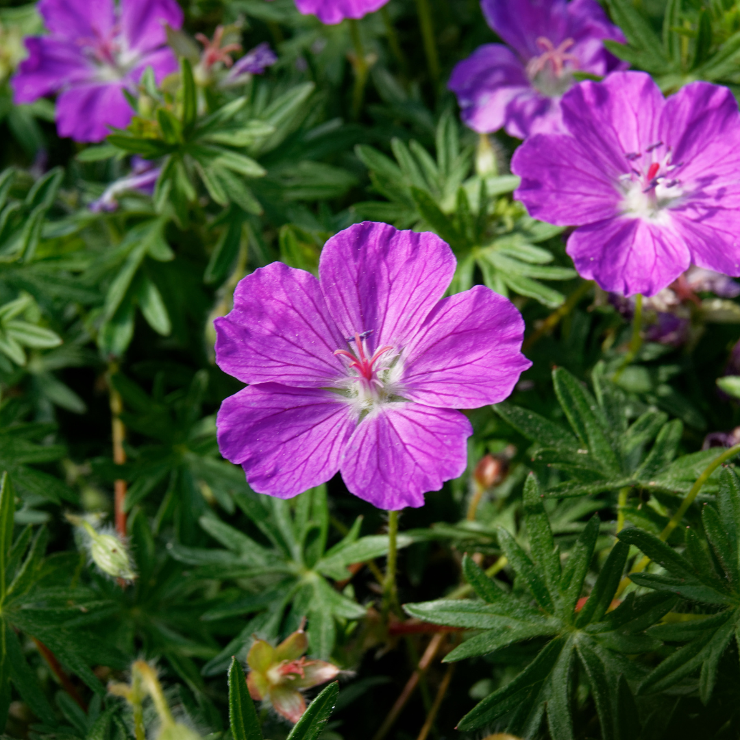 Geranium sanguineum Blut-Storchschnabel – 12 Pflanzen Ø9cm – Höhe10-25cm – Rosa rote Blütenstaude für sonnige Beete & Steingarten – Winterhart pflegeleicht – Robuster Bodendecker