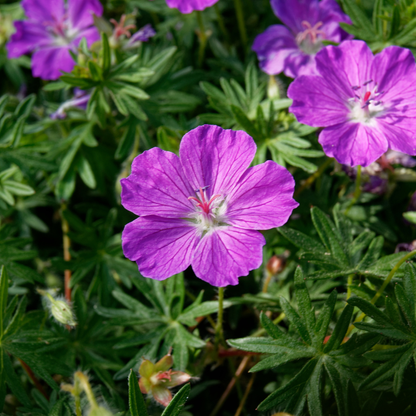 Geranium sanguineum Blut-Storchschnabel – 12 Pflanzen Ø9cm – Höhe10-25cm – Rosa rote Blütenstaude für sonnige Beete & Steingarten – Winterhart pflegeleicht – Robuster Bodendecker