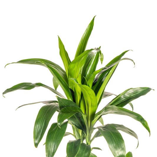 Drachenbaum - Dracaena Deremensis Lisa – Zimmerpflanze – Ø21cm – Höhe 90–110cm – Dunkelgrüne, glänzende Blätter – Pflegeleicht & stilvoll – Für Wohnzimmer & Büro 