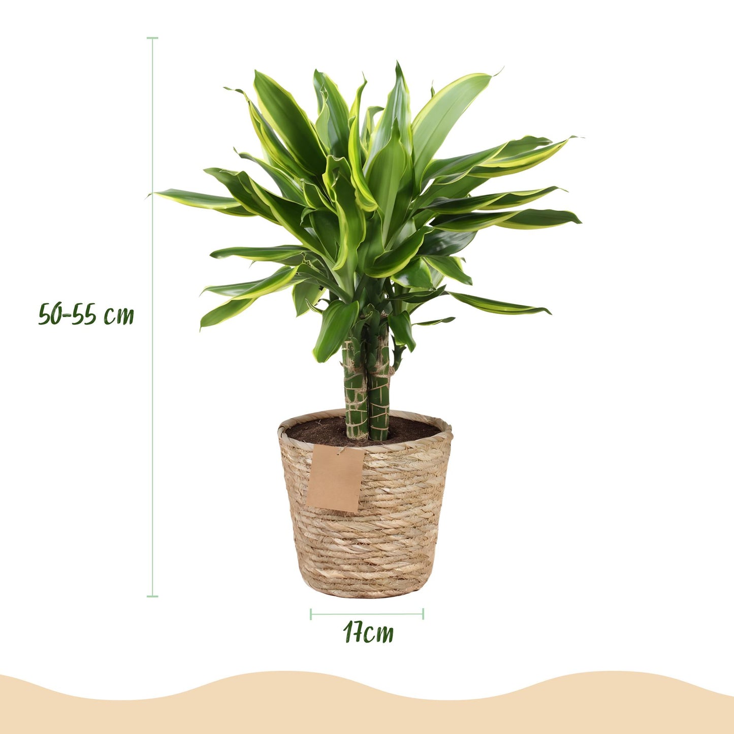 Green boutiQ - Zimmerpflanzen - Dracaena fragrans Golden Coast - Drachenbaum - Wenig Pflege - mit Korb - Bunt - 2 Pflanzen - Topf 17cm - Höhe 50-55cm 