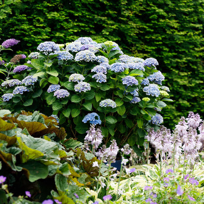 Hydrangea macrophylla Magical Revolution Blue – Blaue Gartenhortensie – 2 Pflanzen im Topf 23 cm – Höhe 55 cm – 6-10 Blüten – Balkonpflanze – Robust & pflegeleicht 