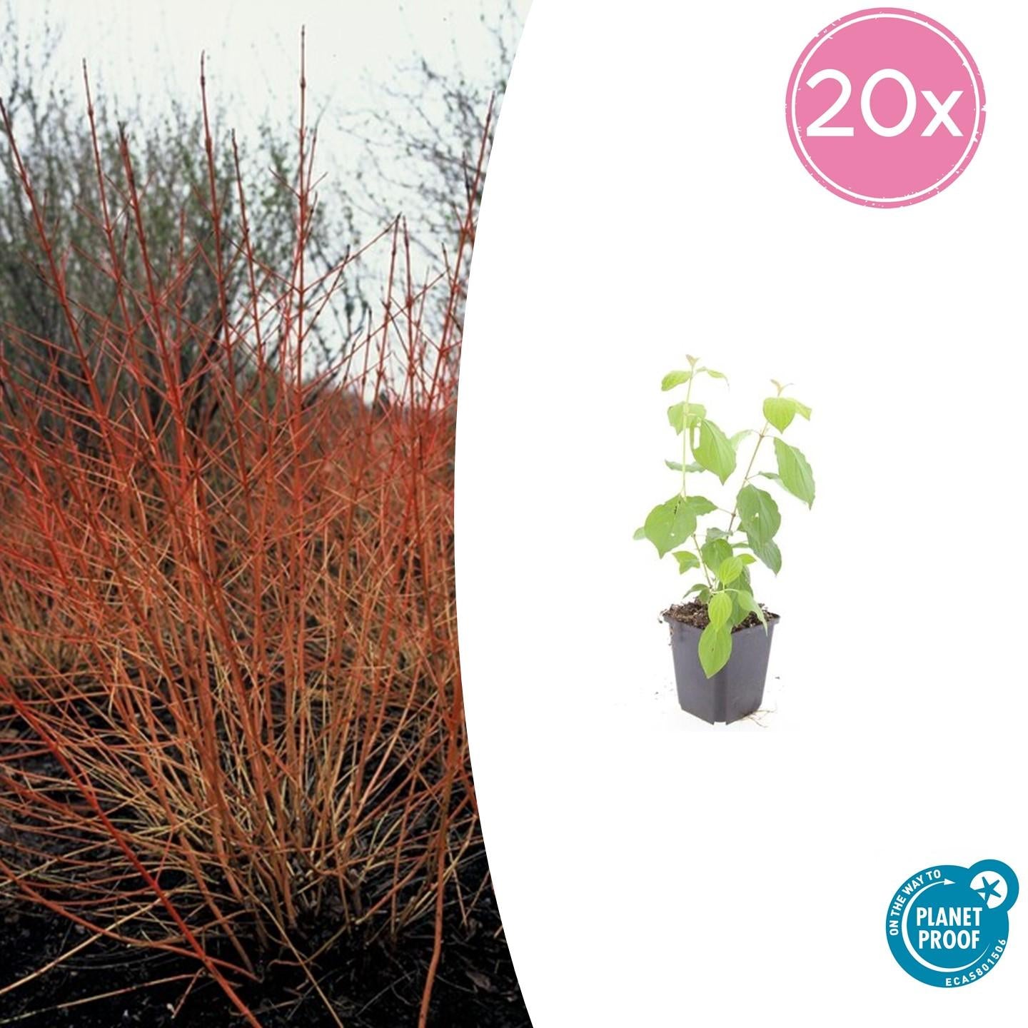 Roter Hartriegel - Cornus sang. 'Midwinter Fire' - ↕10-25cm - Ø9cm - 20 Stück