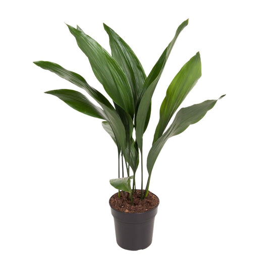 Aspidistra Elatior - Ø17cm - ↕70cm 
