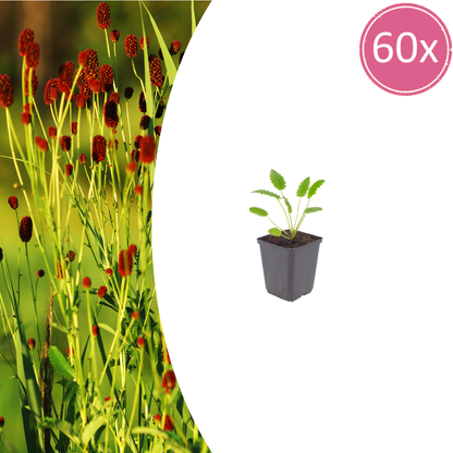 Sanguisorba officinalis Tanna – 60 Pflanzen – Ø9cm – Höhe 10-25cm – Winterharte Staude – Dunkelrosa Blütenähren – Bienenfreundlich für Beet & Präriegarten