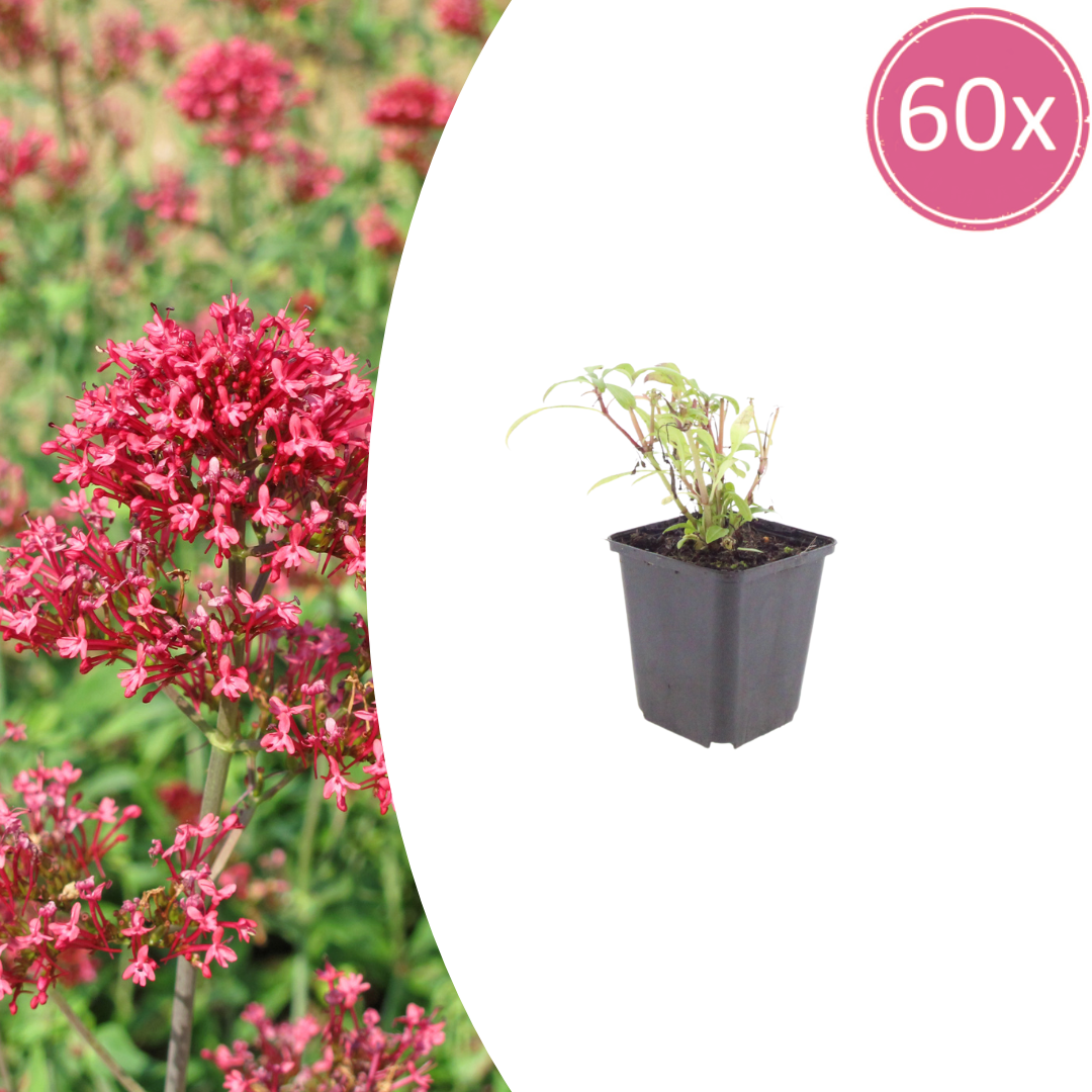 Rote Spornblume Centranthus ruber Coccineus – 60 Pflanzen – Sommerblühende Staude für Sonne & trockene Standorte – Insektenfreundlich für Beet & Steingarten – 10-25cm – Ø9cm