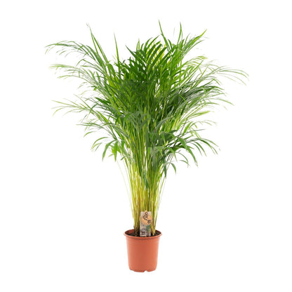 Goldfruchtpalme Areca – Zimmerpflanze Ø21cm – 110cm hoch – Luftreinigende tropische Palme für gesundes Raumklima – frisch aus der Baumschule 