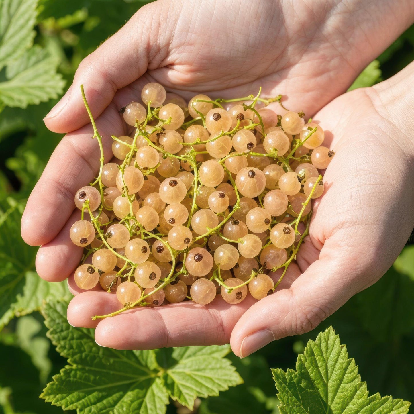 GreenboutiQ - Obstpflanzen - Weiße Johannisbeere - Ribes rubrum Weiße Holländer - Winterhart - 6 Pflanzen - Topf 9 cm - Weiße Johannisbeere 