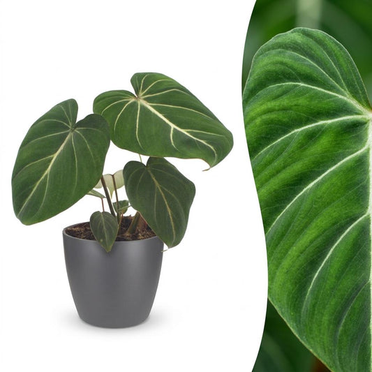 Gloriosum-Baumfreund – Philodendron gloriosum – Topf Ø12cm – Höhe 25cm – mit grauem Dekotopf