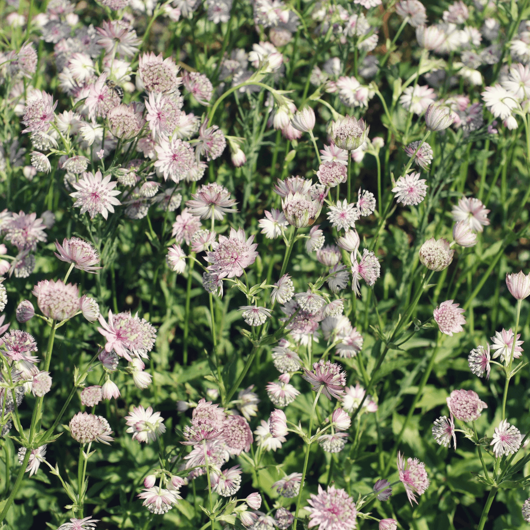 Astrantia major Sterndolde 12 Pflanzen – 10-25cm – Ø9cm – Winterharte Staude für Garten & Beet – Bienenfreundliche Blühpflanze – Mehrjährige Gartenpflanzen im Topf
