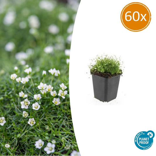 Pfriemen-Mastkraut - Sagina subulata - ↕10-25cm - Ø9cm - 60 Pflanzen – Immergrün, trittfest & winterhart – Ideal als Rasenersatz & Fugenbegrünung