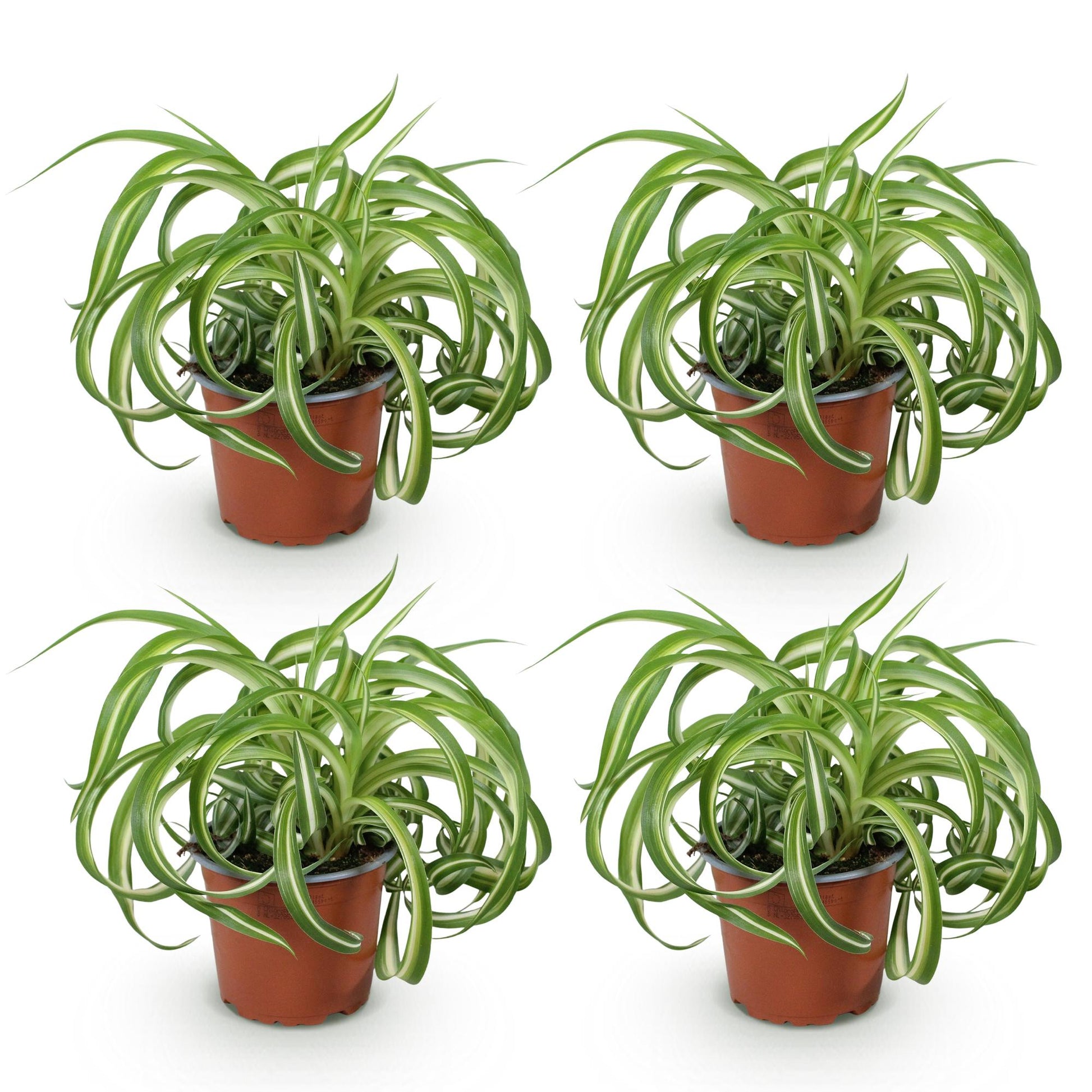 Green boutiQ - Zimmerpflanze - Chlorophytum comosum Bonnie - Krause Graslilie - Haustierfreundlich - Bunt - 4 Pflanzen - Topf 12cm - Höhe 20-25cm 