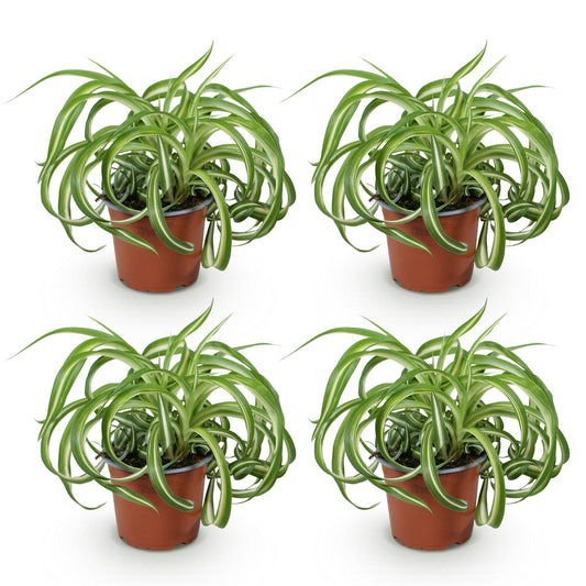 Green boutiQ - Zimmerpflanze - Chlorophytum comosum Bonnie - Krause Graslilie - Haustierfreundlich - Bunt - 4 Pflanzen - Topf 12cm - Höhe 20-25cm 