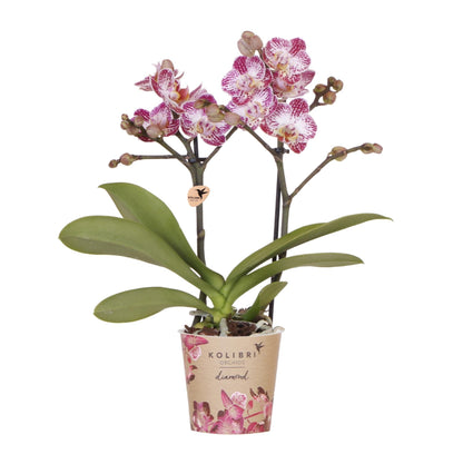 Kolibri Orchids | Rosa-Violette Phalaenopsis-Orchidee Topfgröße Ø9cm | Bora Bora | Blühende Zimmerpflanze – Frisch vom Züchter 