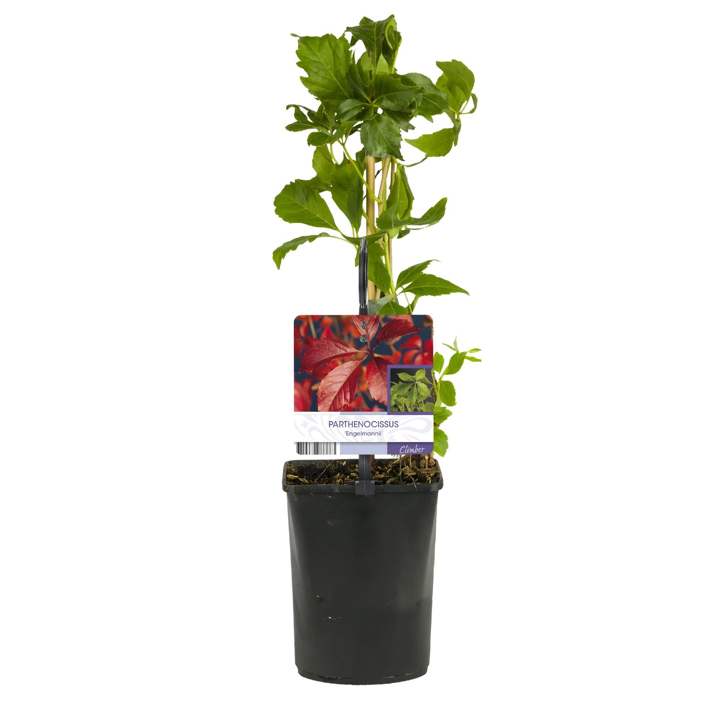 Selbstklimmender Mauerwein - Parthenocissus Engelmannii - Blatt Grün Rot - Wenig Pflege - 2 Pflanzen - Topf 11cm Höhe 40cm