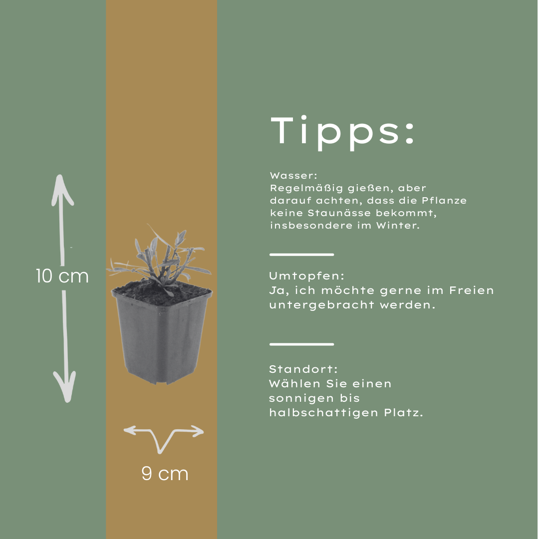 Gaura lindheimeri Whirling Butterflies – 6 Pflanzen – Ø9cm – Höhe 10-25cm – Prachtkerze – Reinweiße Blüten – Für Beet, Präriegarten & Kübel