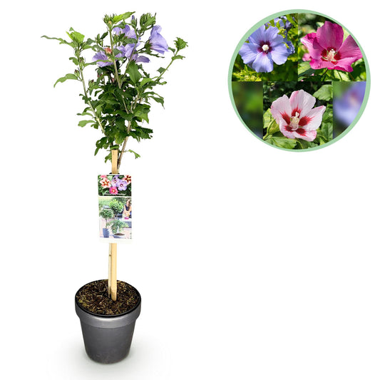 Hibiscus syriacus Tricolour – Blühende Stamm-Pflanze mit dreifarbigen Blüten – Laubabwerfend & pflegeleicht – Ø19 cm – Höhe ca. 90 cm – Für Terrasse & Balkon 