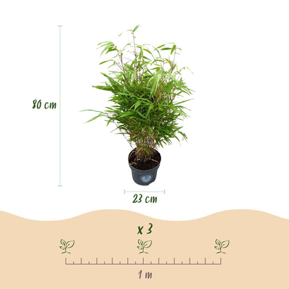 Green boutiQ - Gräser - Fargesia Rufa - Bambus - Nicht Ausbreitend - Grün - 2 Pflanzen - Topf 23 cm - Höhe 80 cm 