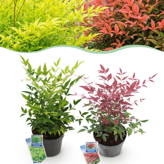 GreenboutiQ - Gartenpflanze - Nandina Duo - Gelb & Rot - 2 Pflanzen - Immergrün - Pflegeleicht - Topf 17cm Höhe 45cm 