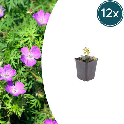 Geranium sanguineum Blut-Storchschnabel – 12 Pflanzen Ø9cm – Höhe10-25cm – Rosa rote Blütenstaude für sonnige Beete & Steingarten – Winterhart pflegeleicht – Robuster Bodendecker