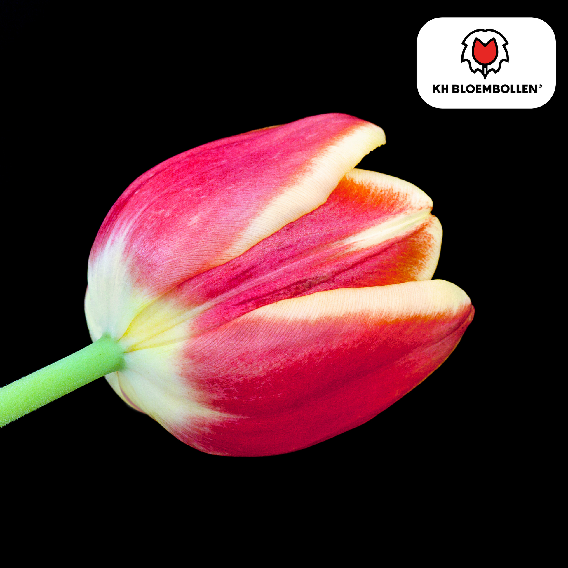 Dow Jones Tulpenzwiebeln – 20 Blumenzwiebln – Rot-Gelb Gestreifte Tulpen – Für Garten & Topf 