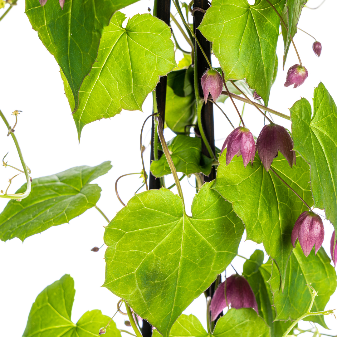 Purpurglöckchen - Rhodochiton atrosanguineus Purple Bells - Ø13 cm - ↕60 cm - 4 Pflanzen