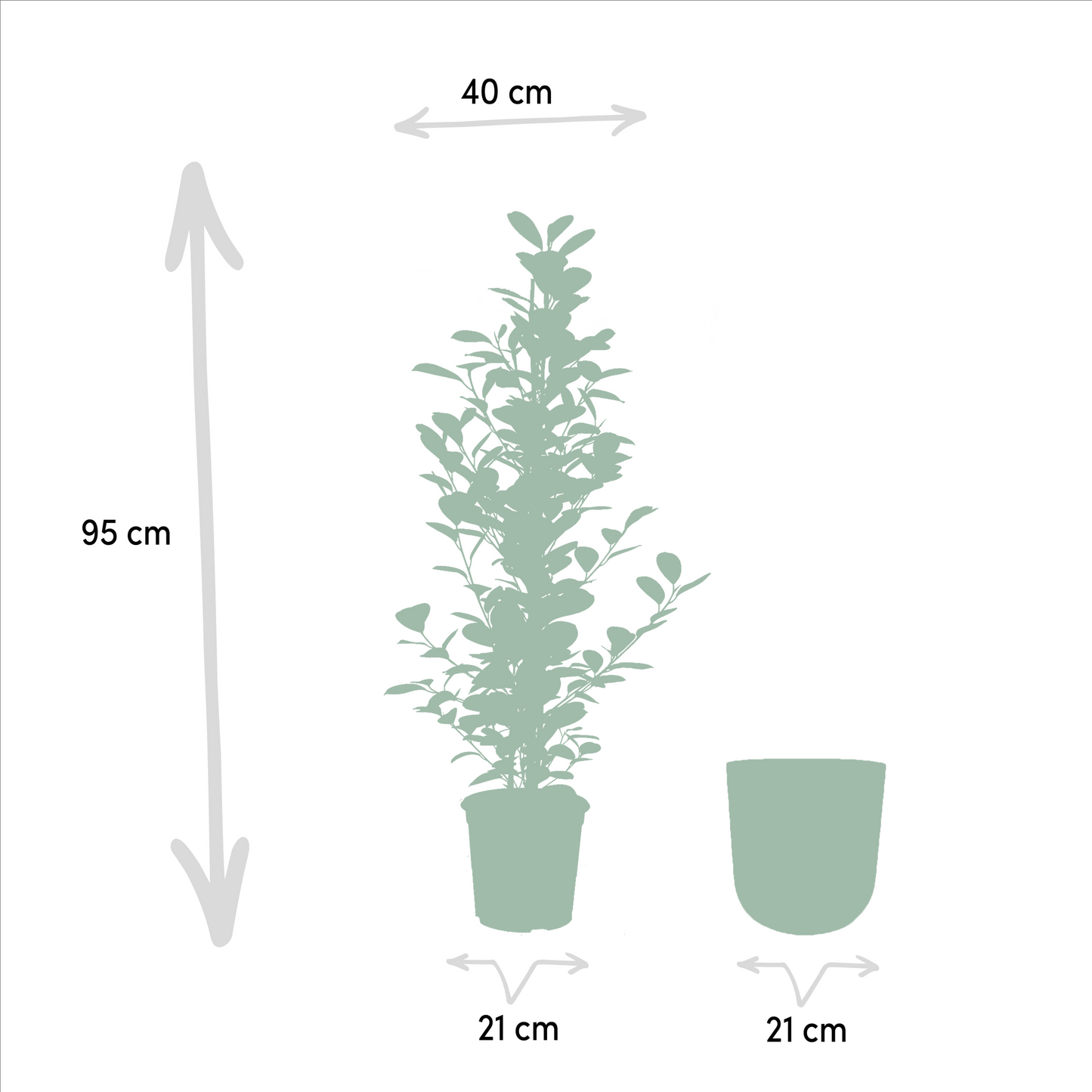 Ficus microcarpa Moclame - Ø21cm - ↕95cm + Topf Mayk Gold 