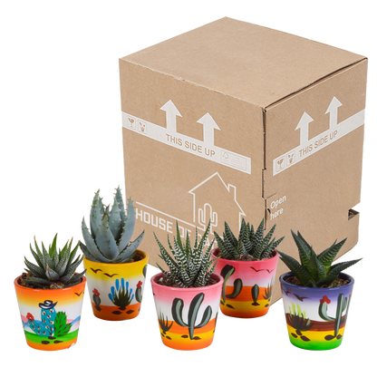 Gasteria/Haworthia-Mischung - 5 Sukkulenten – Ø5,5cm – Handbemalter mexikanischer Topf – Vielfältige Formen & Farben – Hochwertige Qualität vom Erzeuger 