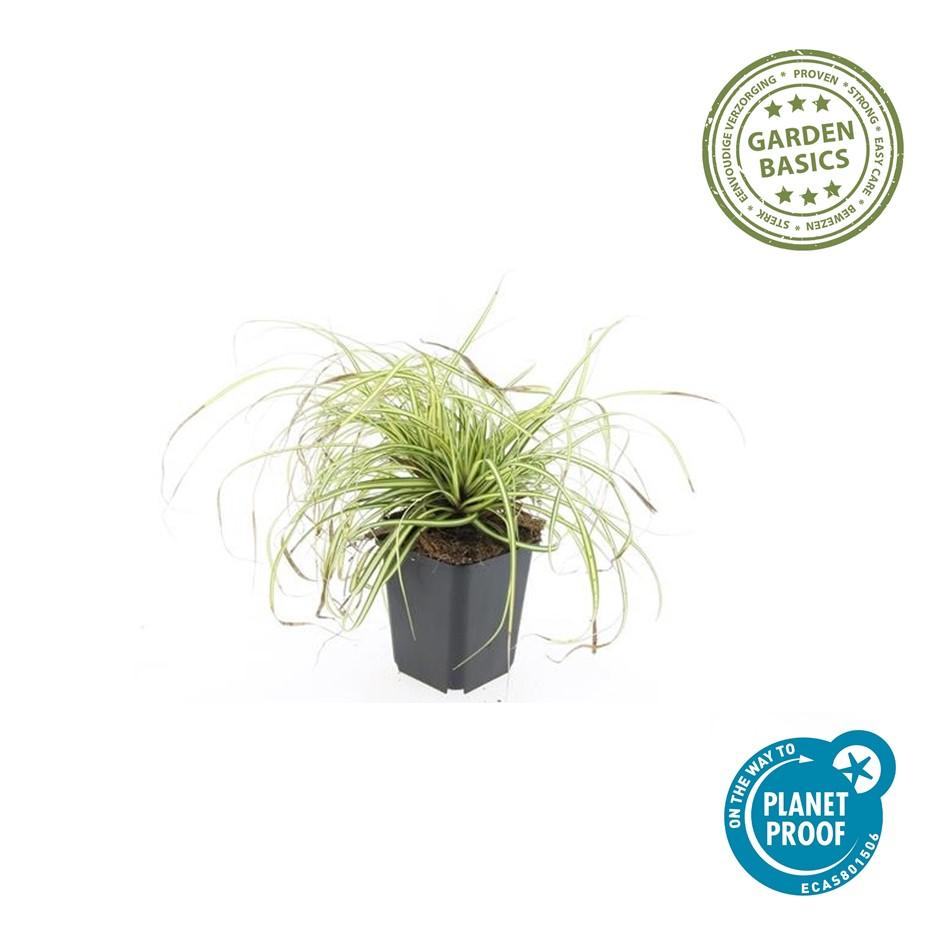 Gold-Segge Carex oshimensis 'Evergold' – ↕10-25cm – Ø9cm – 60 Pflanzen – Bodendecker – Winterhart – Pflegeleicht – Schattengarten