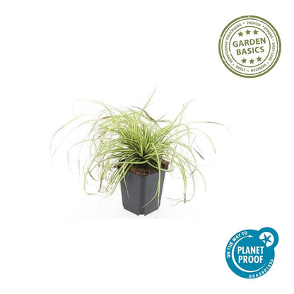 Gold-Segge Carex oshimensis 'Evergold' – ↕10-25cm – Ø9cm – 60 Pflanzen – Bodendecker – Winterhart – Pflegeleicht – Schattengarten