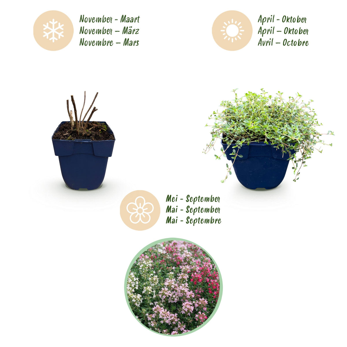 Teppich-Thymian 'Tricolour' – Thymus 'Tricolour' – 6 Pflanzen – Topf Ø11cm – Bienenfreundliche Staude für Garten & Balkon