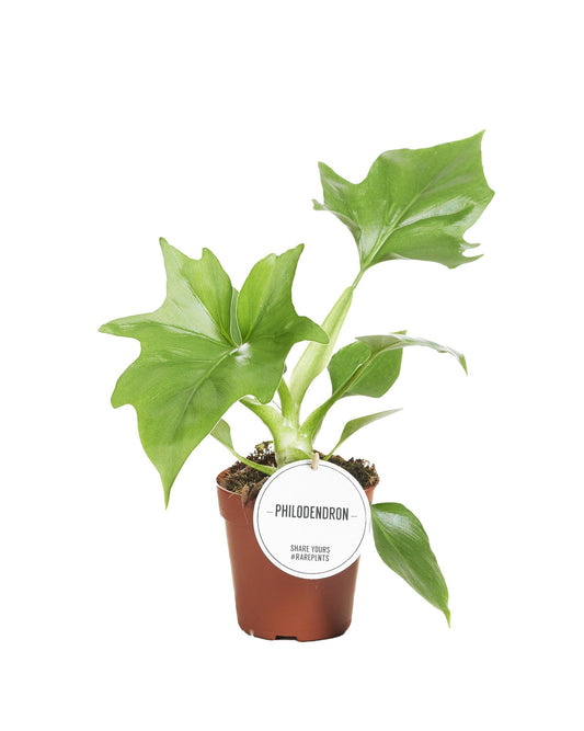Baumfreund - Philodendron Warszewiczii - Zimmerpflanze - Ø12cm - ↕30cm