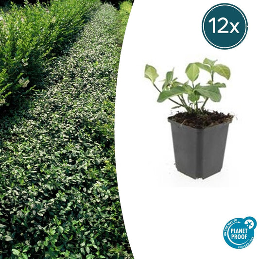 Spindelstrauch – Euonymus fortunei 'Dart's Blanket' – ↕10-25 cm – Ø9 cm – 12 Pflanzen – Bodendecker & Unterpflanzung – Winterhart