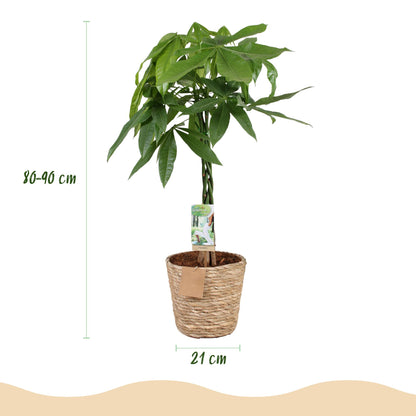 Green boutiQ - Zimmerpflanzen - Geflochtener Stamm Pachira Aquatica - Geldbaum - Wenig Pflege - mit Korb - Grün - 1 Pflanze - Topf 21cm - Höhe 80-90cm 