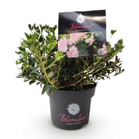 Green boutiQ - Zwerg-Rhododendron - Rhododendron Bloombux Licht Pink - Blühender Buxus - Wenig Pflege - Helle Rosa Blüte - 1 Pflanze - Topf 17 cm - Höhe 30-40 cm 