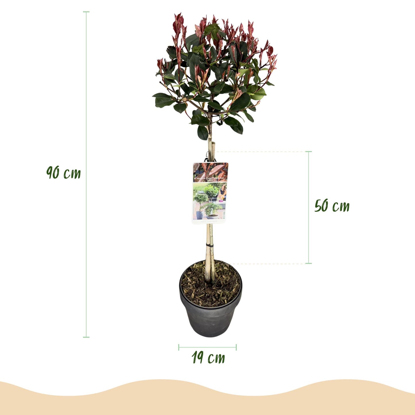 GreenboutiQ - Stamm Pflanze - Photinia fraseri Little Red Robin - Terrassenpflanze - Immergrün - Winterhart - Grün-Rotes Blatt - Topf 19cm Höhe 90cm 
