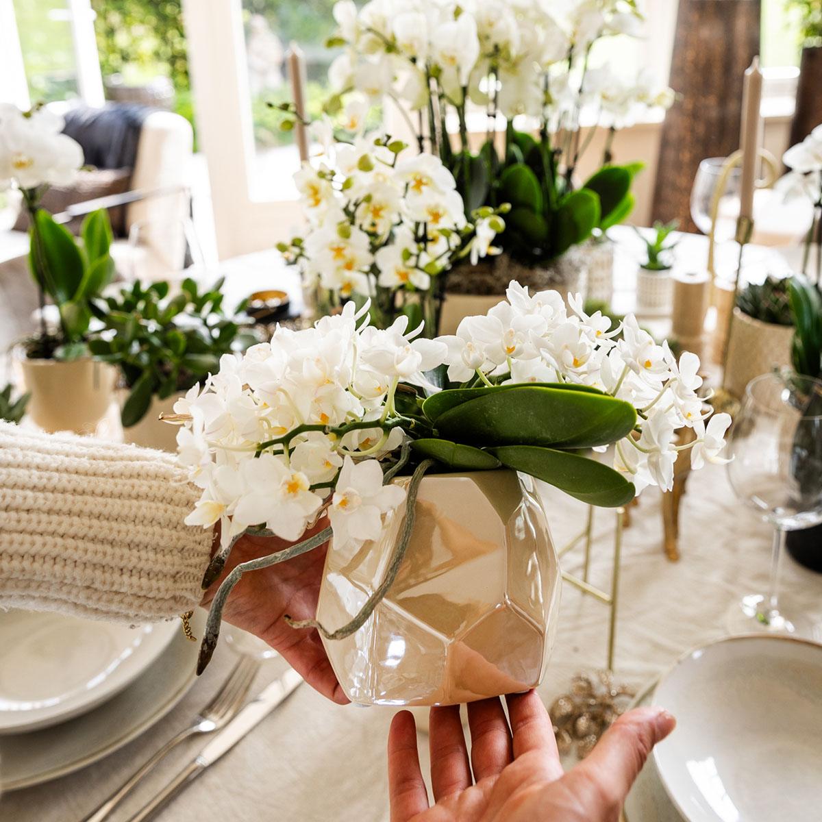 Pflanzen Set + Zierpflanzgefäße für Tischdekoration beim Dinner - Topfgröße Ø9cm & Ø6cm - Zimmerpflanze 