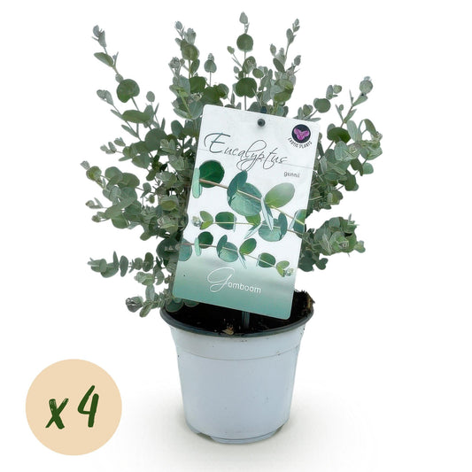 Eukalyptusbaum - Eukalyptus gunnii - Grau - 4 Pflanzen - Terrassenpflanze - Winterhart - Topf 14cm Höhe 30cm 