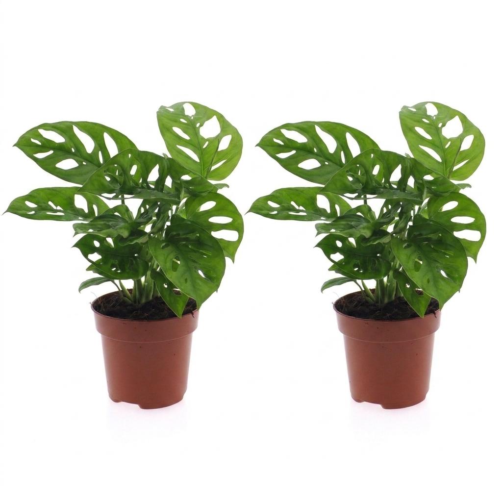 Fensterblatt 'Monkey Mask' – Monstera adansonii – 2 Pflanzen – Topf Ø12cm – Höhe 25cm – Dekorative Zimmerpflanze