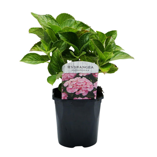Hortensie – Hydrangea macrophylla Rosa – Blüte Rosa – Ø17cm – ↕30cm – Blühpflanze für Garten & Topf – Pflegeleicht & Laubabwerfend 