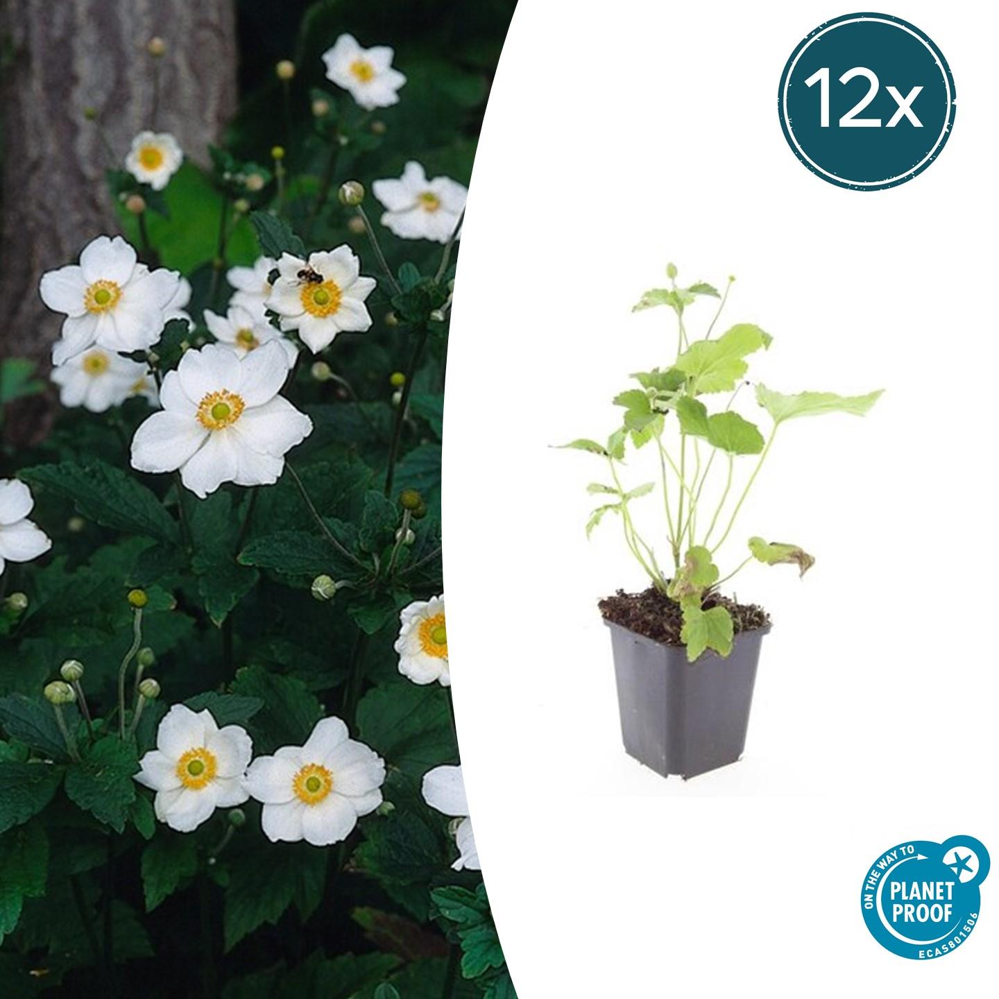 Japan-Herbst-Anemone Anemone hyb. 'Honorine Jobert' – ↕10-25cm – Ø9cm – 12 Pflanzen – Herbstblüher – Pflegeleicht – Sonnig & Halbschatten