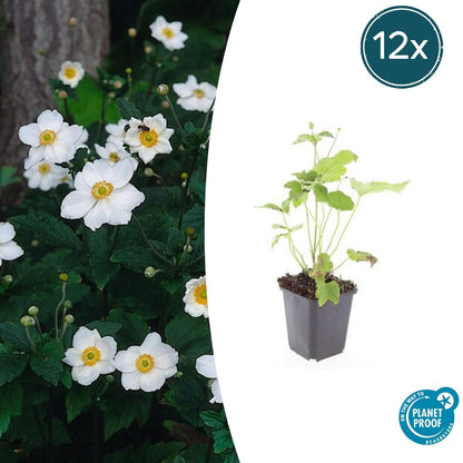Japan-Herbst-Anemone Anemone hyb. 'Honorine Jobert' – ↕10-25cm – Ø9cm – 12 Pflanzen – Herbstblüher – Pflegeleicht – Sonnig & Halbschatten