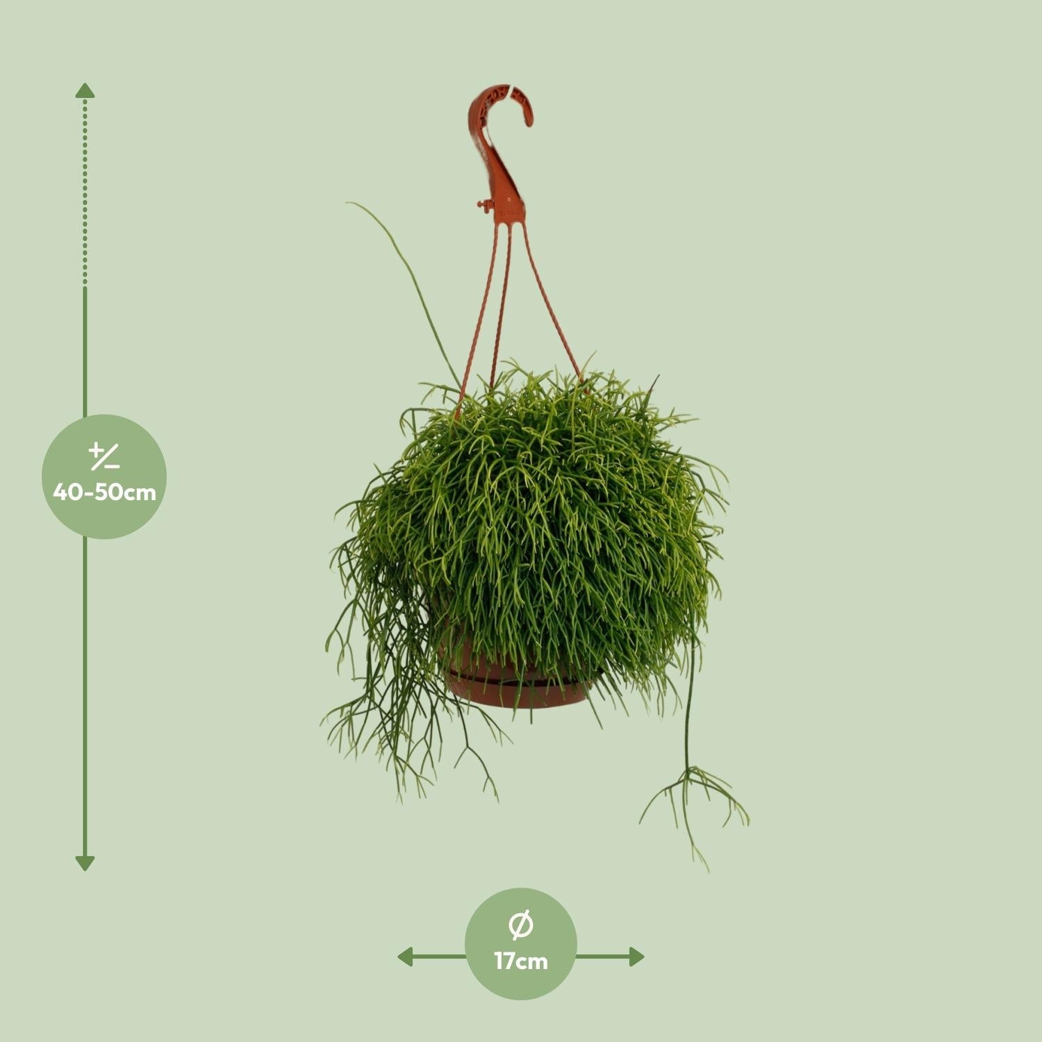Korallenkaktus - Rhipsalis Cassutha - Zimmerpflanze - Ø17cm - ↕45cm 